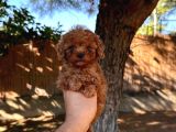 TOY POODLE SEVİMLİ YAVRULAR EV ÜRETİMİ