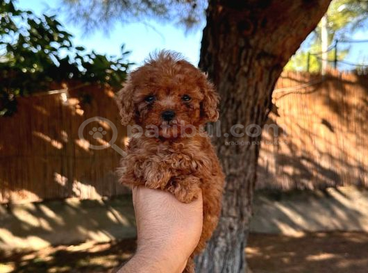 TOY POODLE SEVİMLİ YAVRULAR EV ÜRETİMİ