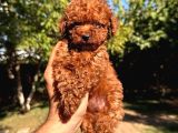 Toy Poodle Sevi̇mli̇ Yavrular Ev Üreti̇mi̇