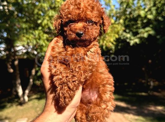 Toy Poodle Sevi̇mli̇ Yavrular Ev Üreti̇mi̇ görsel