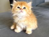 Longhair-Shorthair Bebekler