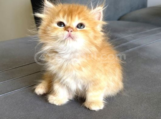 Longhair-Shorthair Bebekler