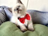 Longhair-Shorthair Bebekler