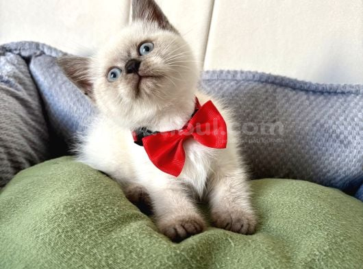 Longhair-Shorthair Bebekler görsel