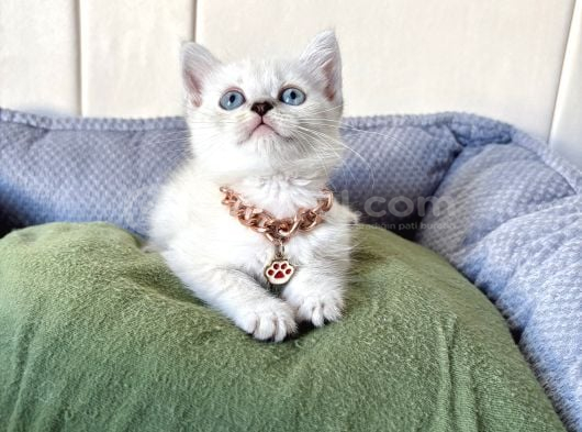 Longhair-Shorthair Bebekler görsel