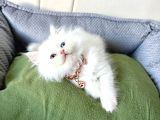 Longhair-Shorthair Bebekler