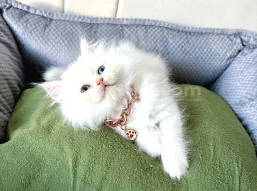 Longhair-Shorthair Bebekler görsel