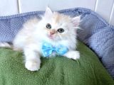 Longhair-Shorthair Bebekler