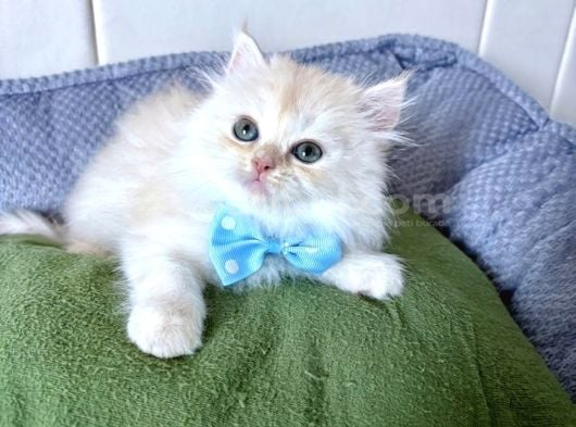 Longhair-Shorthair Bebekler görsel