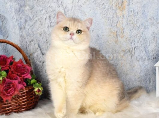 Kuşadası-İzmir Neslinin En İyilerinden Ay12 Blue Golden görsel