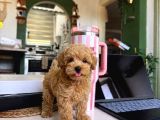 Sincap gibi Gerçek Maltipoo Yavrusu 0 boy