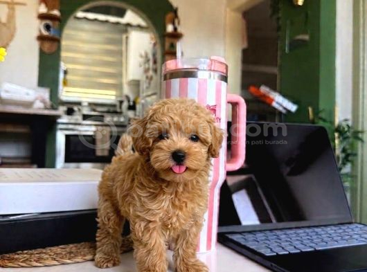Sincap gibi Gerçek Maltipoo Yavrusu 0 boy