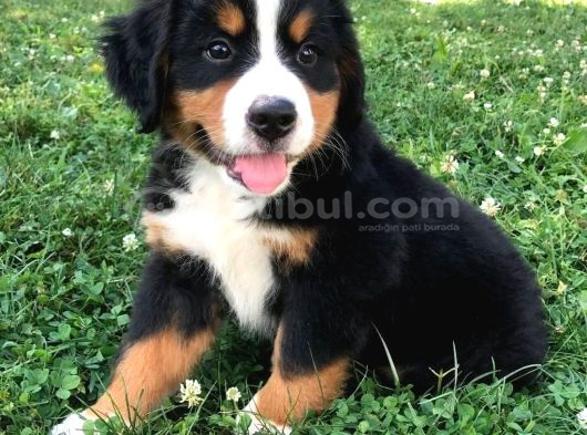 IRK VE SAĞLIK GARANTİLİ BERNESE YAVRULAR