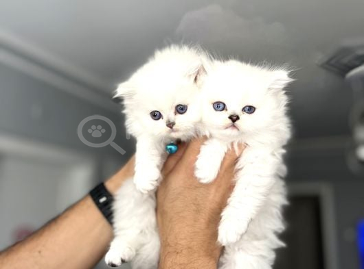 Anne baba scrli longhair yavrular