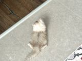 Dişi British Longhair Aşıları Yapıldı