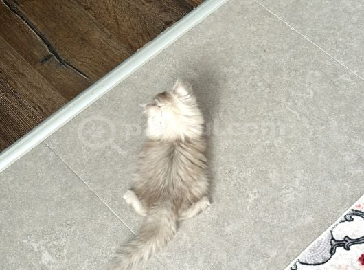 Dişi British Longhair Aşıları Yapıldı görsel