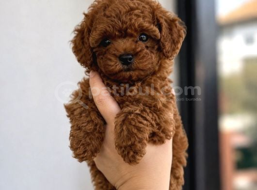 Baby Face Toy Poodle Yavrular