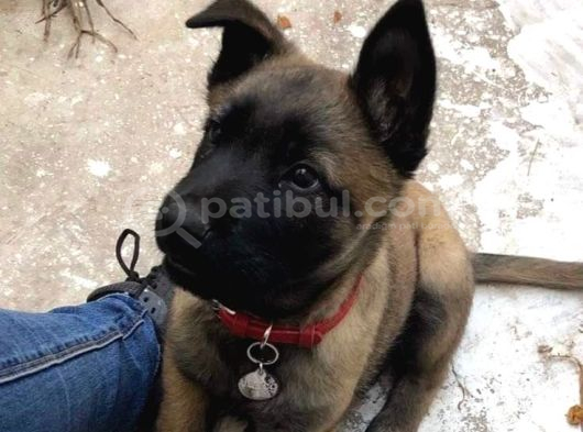 dİŞİ ERKEK MALİNOİS YAVRULARIMIZ