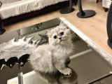 Dişi British Longhair Aşıları Yapıldı