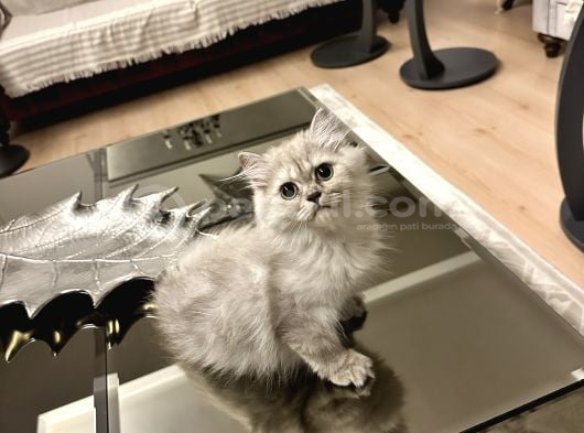 Dişi British Longhair Aşıları Yapıldı görsel