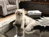 Dişi British Longhair Aşıları Yapıldı