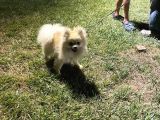Pomerian Boo