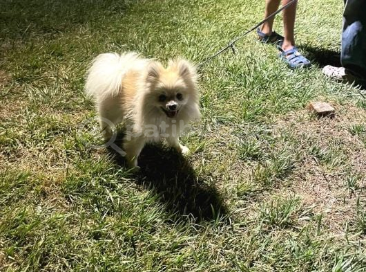 Pomerian boo