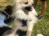 Pomerian Boo