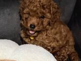 Tarçın İstanbul toy poodle