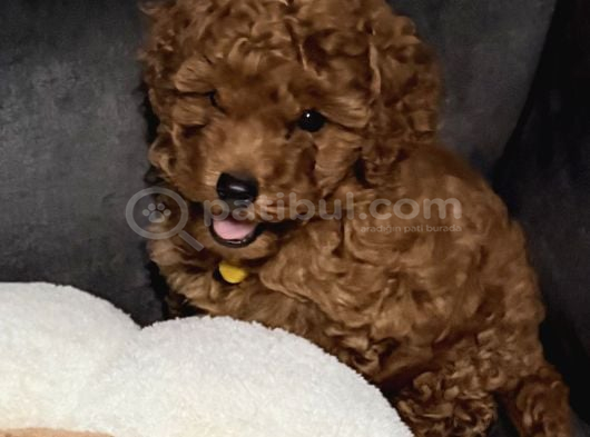 Tarçın İstanbul toy poodle