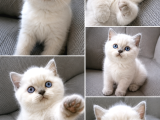 Bri̇ti̇sh Shorthai̇r Blupoi̇nt Mi̇nnoşum