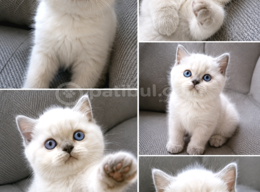 Bri̇ti̇sh Shorthai̇r Blupoi̇nt Mi̇nnoşum görsel