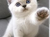 BRİTİSH SHORTHAİR BLUPOİNT MİNNOŞUM