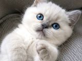 Bri̇ti̇sh Shorthai̇r Blupoi̇nt Mi̇nnoşum