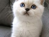 Bri̇ti̇sh Shorthai̇r Blupoi̇nt Mi̇nnoşum