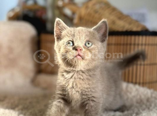 Safkan Lilac Yavrular görsel