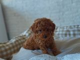 Güzelli̇k Abi̇desi̇ Mi̇ni̇k Poodle