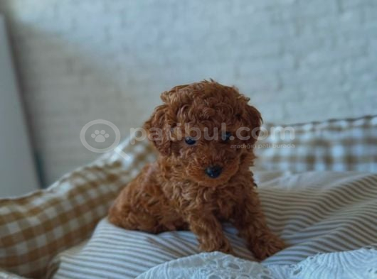 Güzelli̇k Abi̇desi̇ Mi̇ni̇k Poodle görsel