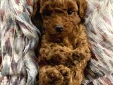GÜZELLİK ABİDESİ MİNİK POODLE