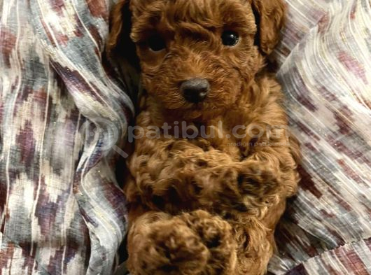 GÜZELLİK ABİDESİ MİNİK POODLE