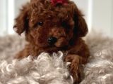 Irk Garanti̇li̇ Toy Poodle