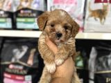 En Tatlı Maltipoo Yavrularımız Sizleri Bekliyor