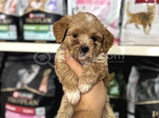 En Tatlı Maltipoo Yavrularımız Sizleri Bekliyor görsel