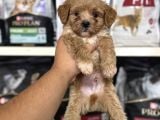 Mini Boy Maltipoo Bebekler Için Arayabilirsiniz