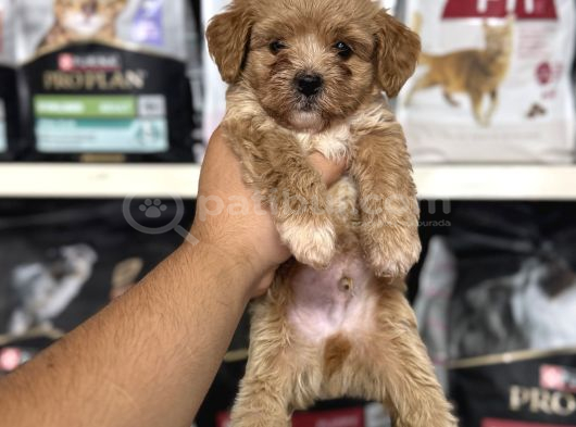 Mini Boy Maltipoo Bebekler Için Arayabilirsiniz görsel