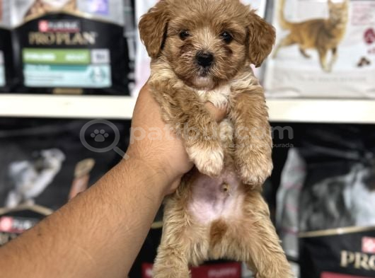En tatlı Maltipoo yavrularımız sizleri bekliyor
