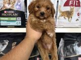 Mini Boy Maltipoo Bebekler Için Arayabilirsiniz
