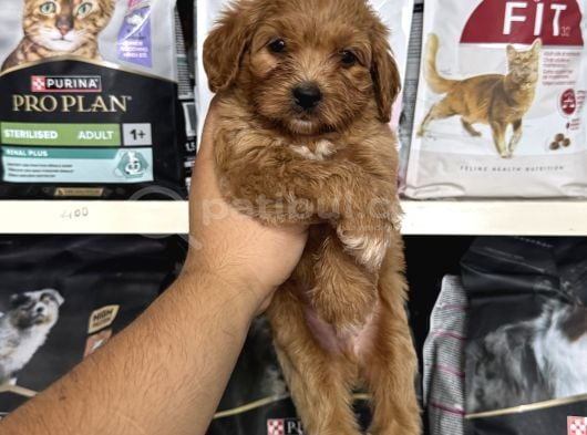 Mini Boy Maltipoo Bebekler Için Arayabilirsiniz görsel
