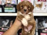 Mini boy maltipoo yavrularımız tüy dökmez koku yapmaz