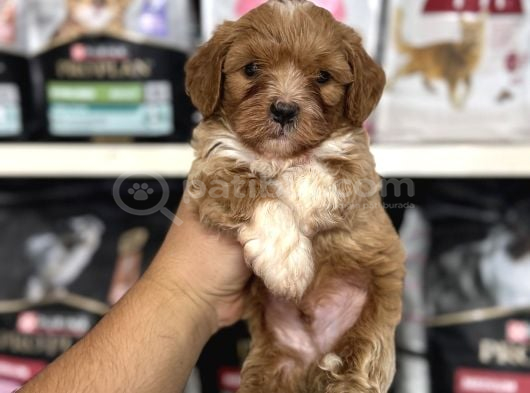 Mini boy maltipoo yavrularımız tüy dökmez koku yapmaz